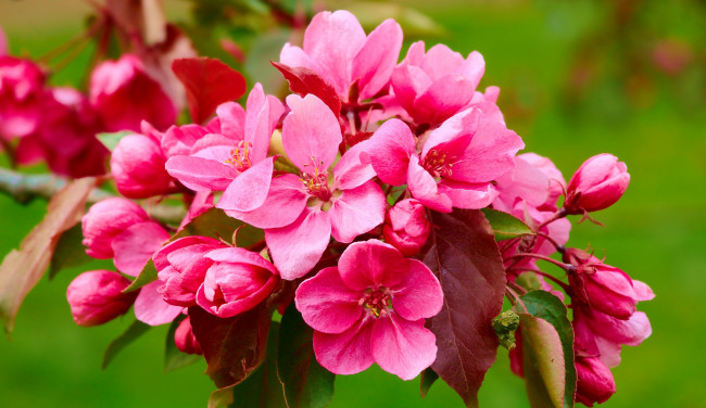 Обои картинки фото цветы, цветущие деревья ,  кустарники, яблоня