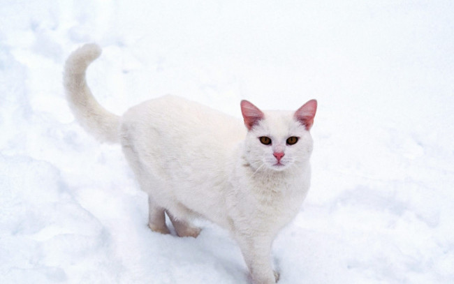 Обои картинки фото животные, коты, кот, белый, снег