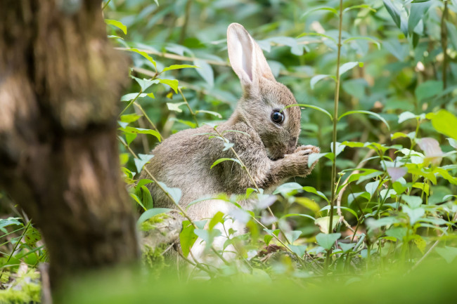 Обои картинки фото животные, кролики,  зайцы, трава, листья, поза, серый, дерево, заросли, поляна, заяц
