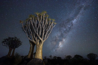 Картинка quiver+tree+forest namibia природа деревья quiver tree forest