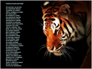 Картинка полосатый охотник животные тигры