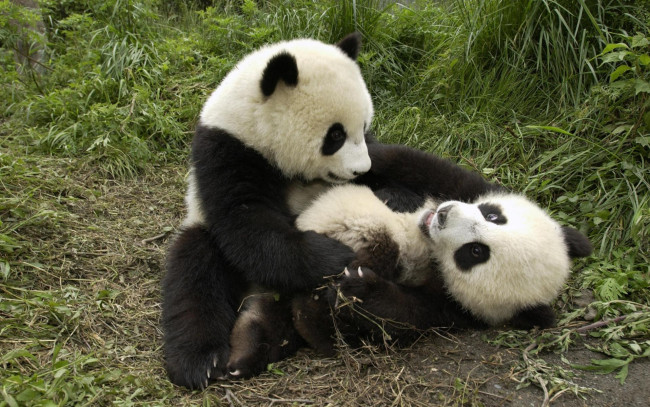 Обои картинки фото животные, панды