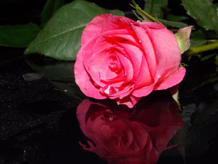 Картинка цветы розы розовая роза