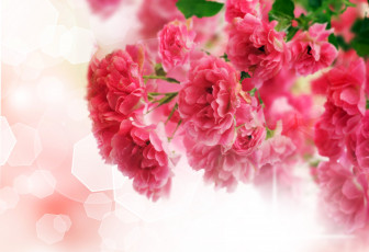 Картинка цветы розы блики листья ветка розовые