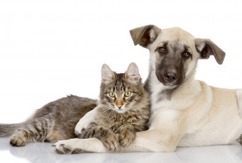 Картинка животные разные+вместе собака кошка вместе щенок котенок любовь обнимает