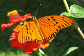 Картинка животные бабочки бабочка рыжая оранджевая