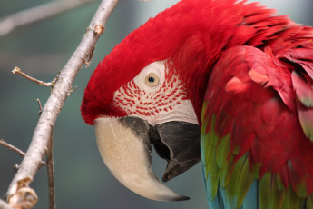 Картинка животные попугаи попугай красный клюв