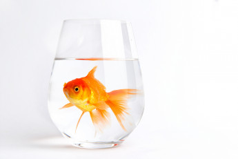 обоя животные, рыбы, стакан, вода, рыбка, золотая, фон, белый