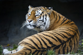 Картинка животные тигры хищник