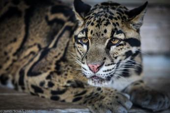 Картинка дымчатый+леопард животные леопарды кошка морда лежит