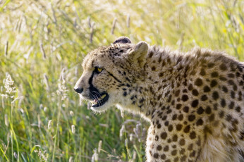 Картинка животные гепарды клыки свет трава профиль морда кошка