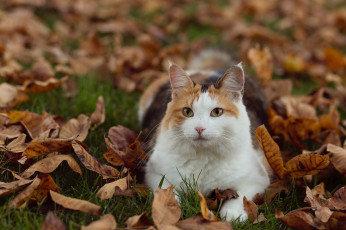 обоя животные, коты, киса, листья, осень