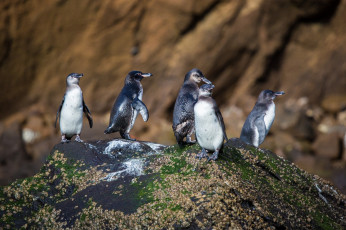 Картинка животные пингвины колония камни скалы
