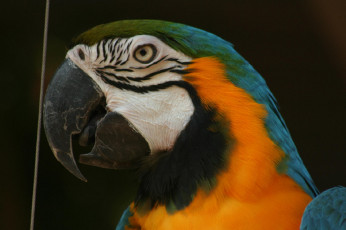 Картинка животные попугаи попугай птица голова глаз клюв