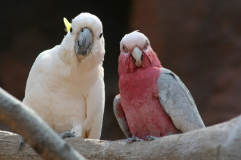 Картинка животные попугаи птицы сидят жердь