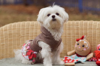 Картинка животные собаки взгляд кукла костюм собачка