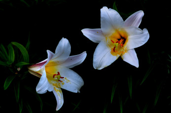Картинка цветы лилии +лилейники белая лилия