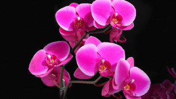 Картинка цветы орхидеи розовая орхидея