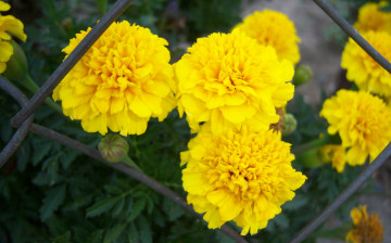 Картинка цветы бархатцы сетка жёлтые