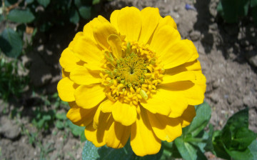 Картинка цветы цинния жёлтый паныч лепестки один
