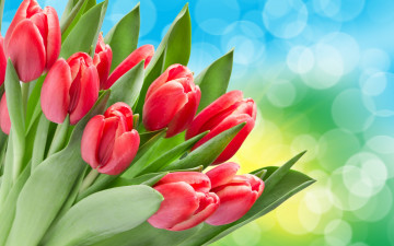 Картинка цветы тюльпаны красные боке
