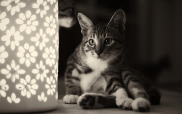 Картинка животные коты ночник сидя кошка светильник кот цветочки