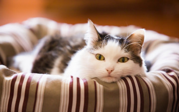 Картинка животные коты взгляд кошка