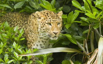 Картинка животные леопарды panthera pardus кустарник морда леопард