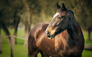 Картинка животные лошади фон лето конь