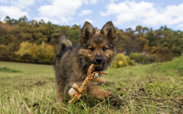 Картинка животные собаки игрушка щенок