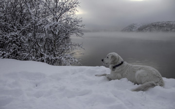 Картинка животные собаки река снег
