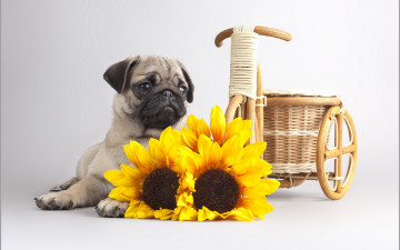 Картинка животные собаки собака цветы фон