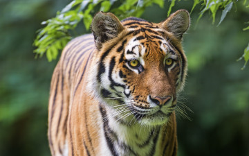 Картинка животные тигры кошка морда