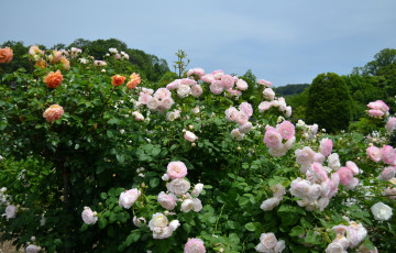 Картинка цветы розы кустарник