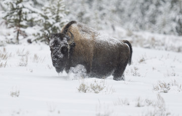 Картинка животные зубры +бизоны снег бизон