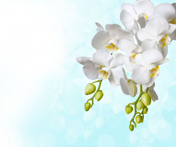 Обои картинки фото цветы, орхидеи, белые, фон