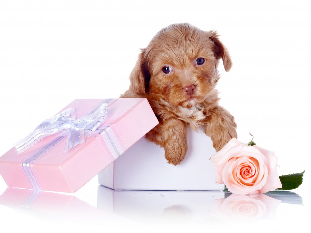 Обои картинки фото животные, собаки, коробка, подарок, бутон, цветок, роза, щенок, собака