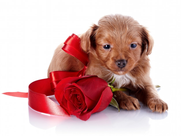 Обои картинки фото животные, собаки, роза, цветок, щенок, собака, ленточка, бутон