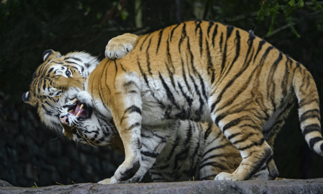 Обои картинки фото животные, тигры, игра