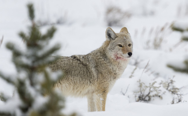 Обои картинки фото животные, волки,  койоты,  шакалы, койот, снег