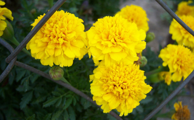 Обои картинки фото цветы, бархатцы, сетка, жёлтые