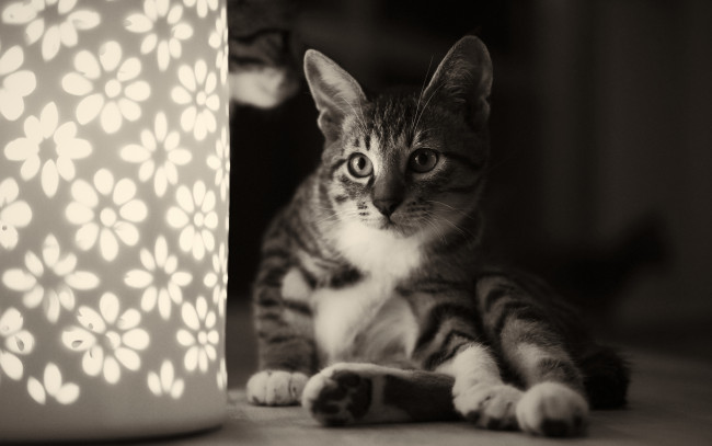 Обои картинки фото животные, коты, ночник, сидя, кошка, светильник, кот, цветочки