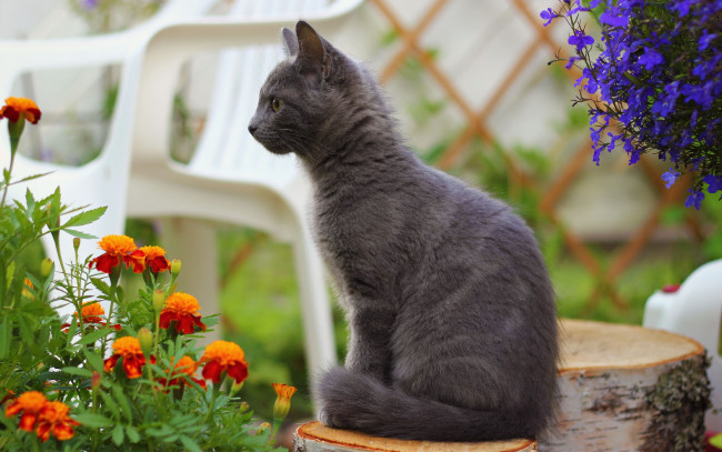 Обои картинки фото животные, коты, пенек, дымчатый, кот, стул, бархатцы, цветы