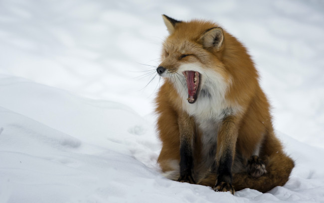 Обои картинки фото животные, лисы, снег, зима, зевок, рыжая, лиса