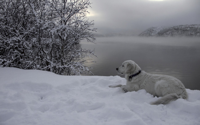 Обои картинки фото животные, собаки, река, снег