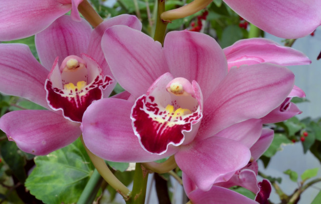 Обои картинки фото цветы, орхидеи, розовая, орхидея