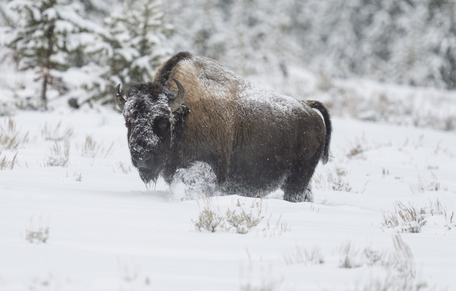 Обои картинки фото животные, зубры,  бизоны, снег, бизон