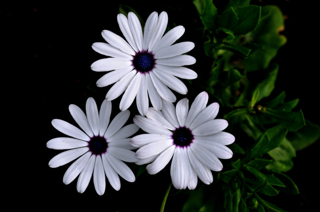 Обои картинки фото цветы, диморфотеки, цинерария, белая