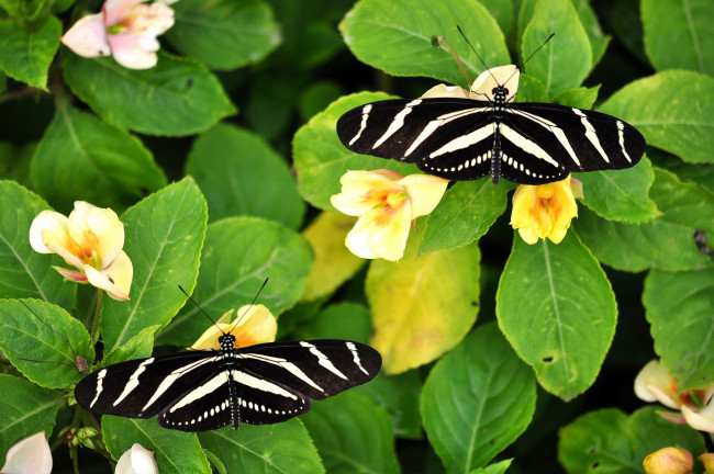 Обои картинки фото животные, бабочки, крылья, цветы