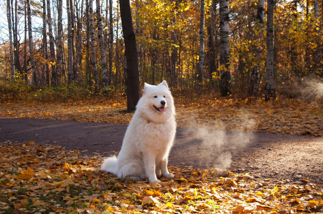 Обои картинки фото животные, собаки, dogs, nature, parks, atumn